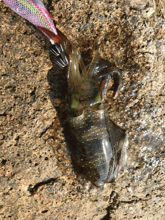 瀬戸内の島エギング(2019-6)