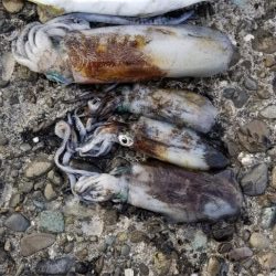 初島漁港内と近くのテトラでエギング