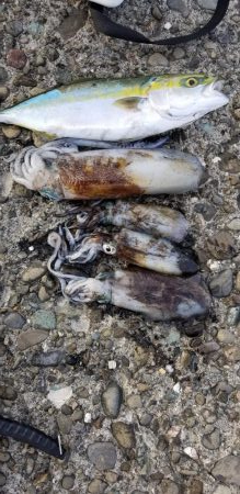 初島漁港内と近くのテトラでエギング