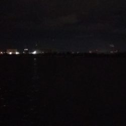 舞洲のタチウオ