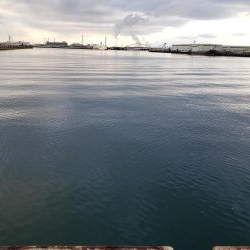 ハマチ渋い目！