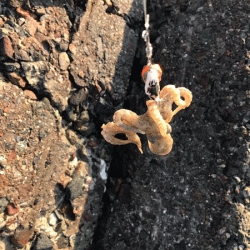 姫路イイダコ(2019-2)