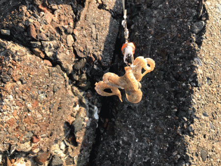 姫路イイダコ(2019-2)