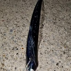 太刀魚お裾分けミッション