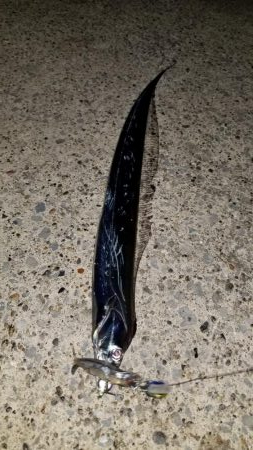 太刀魚お裾分けミッション