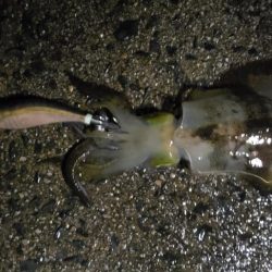 はじめて3.5号で釣れました