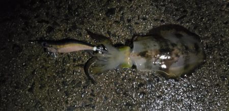 はじめて3.5号で釣れました