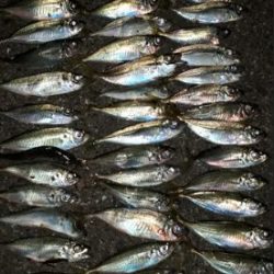 アジ！アジ！！アジ！！！アジ！！！！アジ！！！！！！入れ食い☆