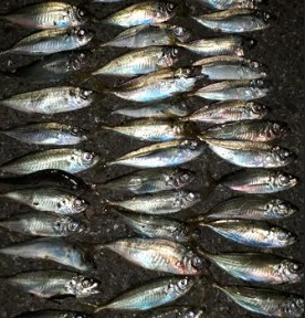 アジ！アジ！！アジ！！！アジ！！！！アジ！！！！！！入れ食い☆