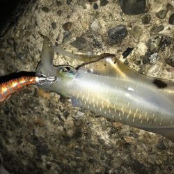 大きくなってきた