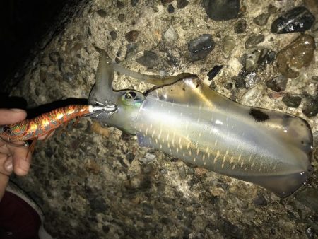 大きくなってきた