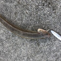 青物バラしまくった泣