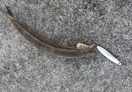 青物バラしまくった泣