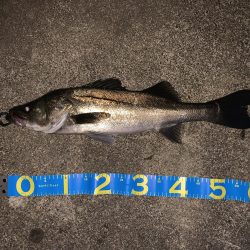 シーバス活性高し!!