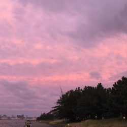 台風前のシーサイドコスモ