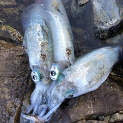 ショアジギング