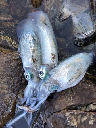 ショアジギング