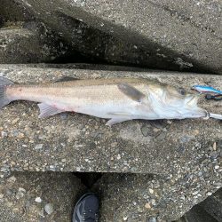 青物は来なかったけど