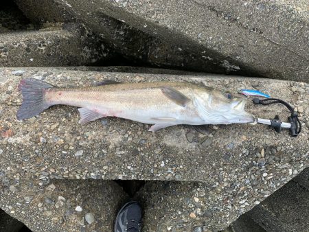 青物は来なかったけど