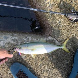 今がまさに旬!ハマチ祭り!