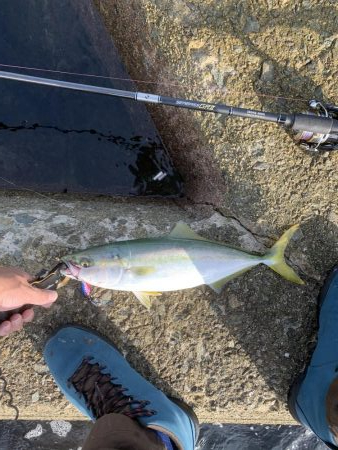 今がまさに旬!ハマチ祭り!