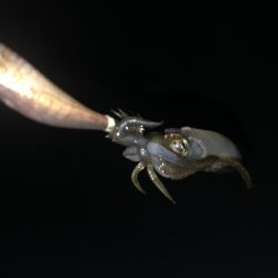 久しぶりに四杯