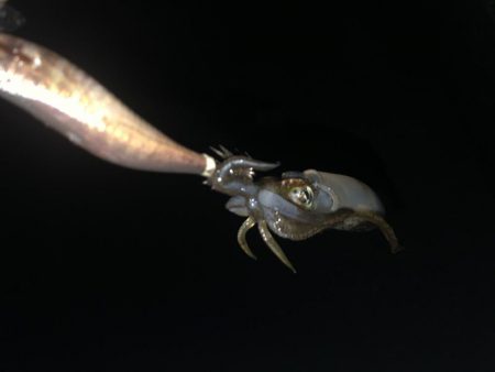 久しぶりに四杯