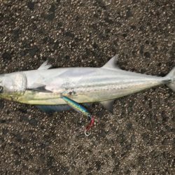 サゴシは安定の爆釣