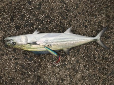 サゴシは安定の爆釣