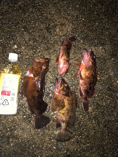 ツチノコ！！！