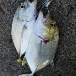 エバ釣り