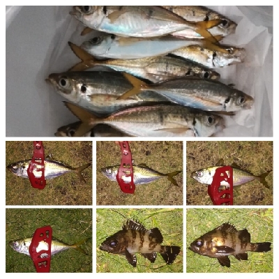 LSJiggnger0510〜0700 アジンガー1845〜1930 2105〜2130