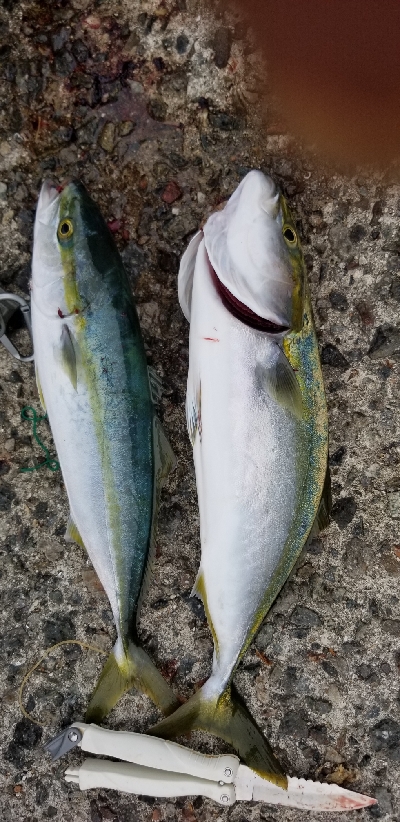台風後のショアジギ