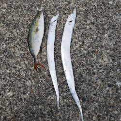 今年初、初、初!!!