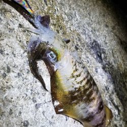 エギングで早くも…