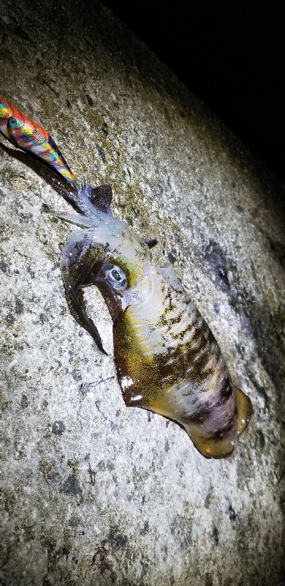 エギングで早くも…