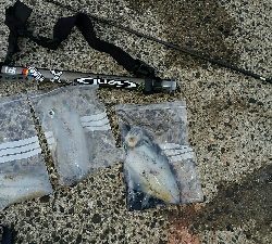 先行者のヤエン師匠