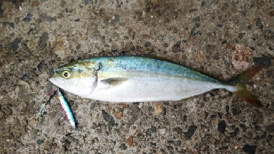 台風後は、、、