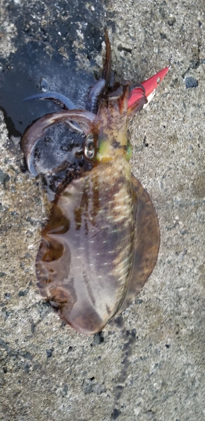 エギングこの秋最高の…