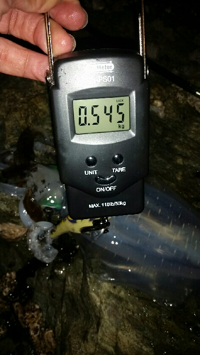 イカたまってました。