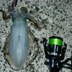 ゲソ、アオリ2、バラシ