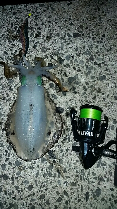 ゲソ、アオリ2、バラシ