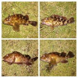 LSJigginger1700〜1745 アジンガー1755〜1900