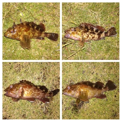 LSJigginger1700〜1745 アジンガー1755〜1900