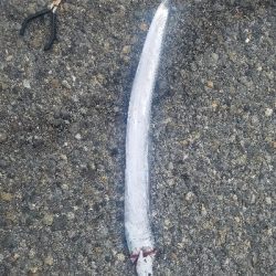 タチウオ居ない。