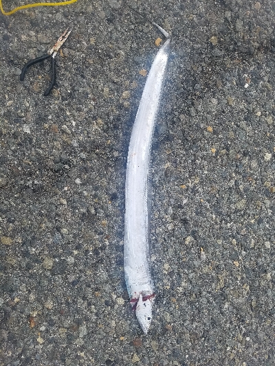 タチウオ居ない。