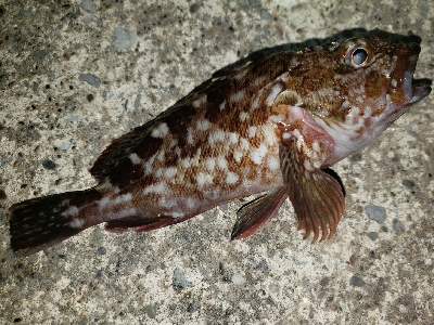 悪くないけれど