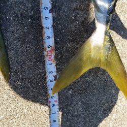 タチウオとハマチ