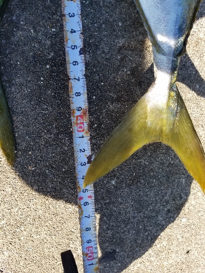 タチウオとハマチ