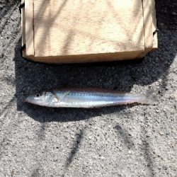 ハゼ釣り遠投有利